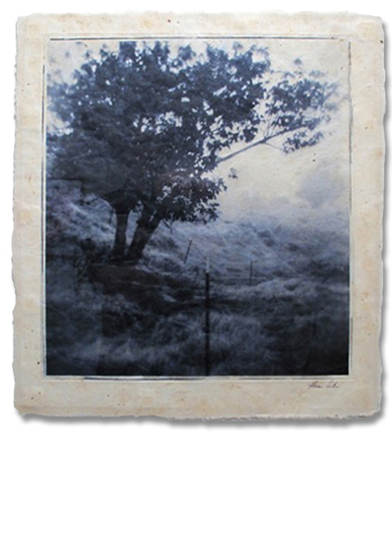 Mahoe - Photogravure Photography by Gwen Arkin